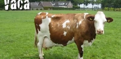 A expressão “fazer uma vaquinha” nasceu no futebol, e graças ao Vasco