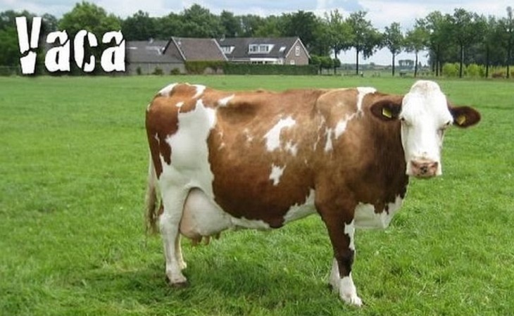 A vaca paga o principal prêmio no popular Jogo do Bicho, ilegal no Brasil (Foto: Reprodução)
