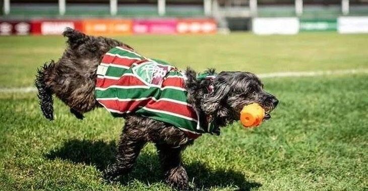 Pretinha: A cachorra que faz sucesso ao comemorar gols do Fluminense
