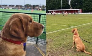 O projeto Non League Dogs é mantido com a ajuda dos seguidores (Foto: Non League Dogs)