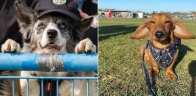 Projeto inglês reúne fotos de cachorros em estádios de futebol