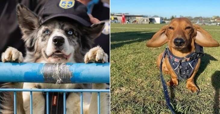 Projeto inglês reúne fotos de cachorros em estádios de futebol